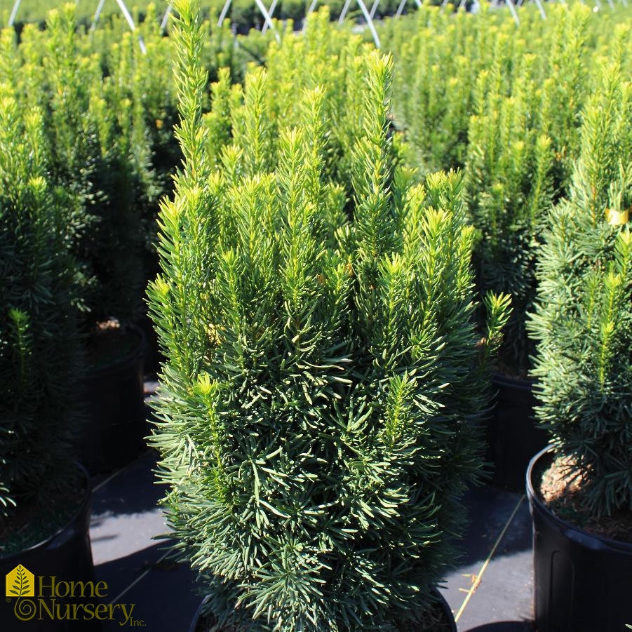 Taxus x media 'Citation'