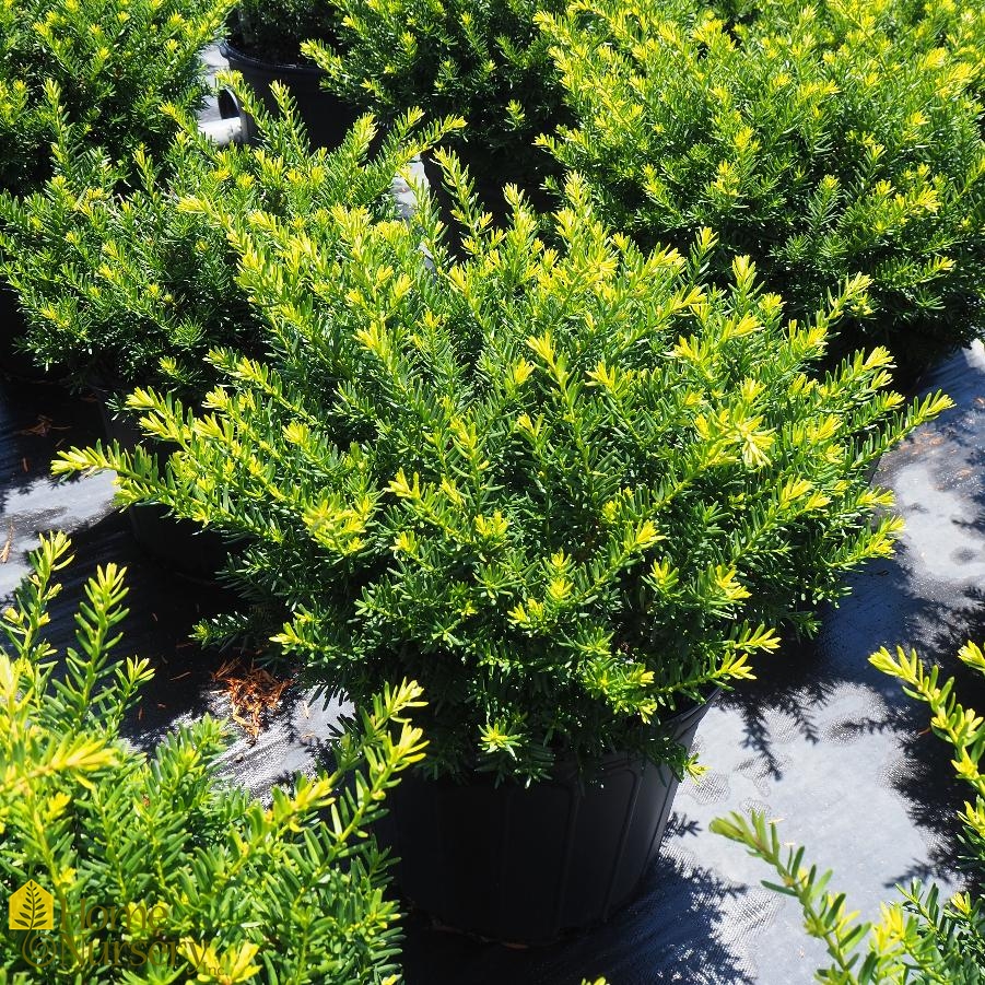 Taxus x media 'Everlow' Yew from Home Nursery