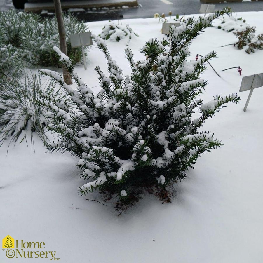 Taxus x media Stonehenge Dark Druid™