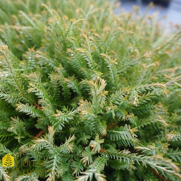 Thuja occidentalis Pancake™