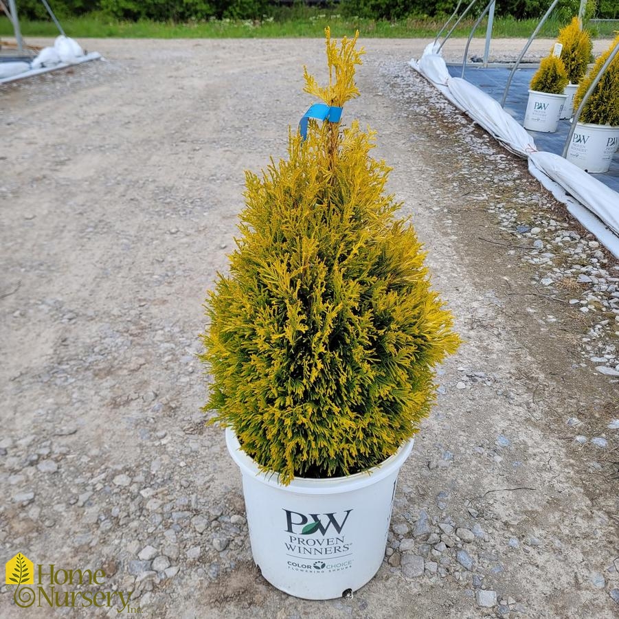 Thuja plicata Fluffy®