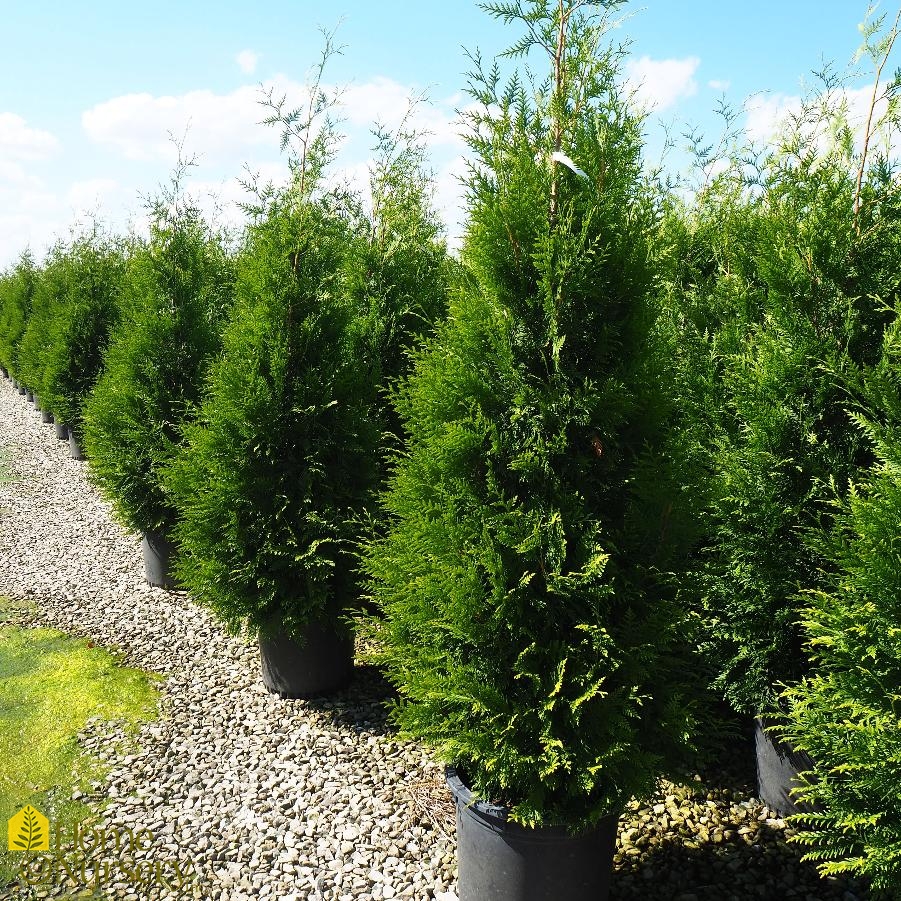 Thuja x 'Green Giant'