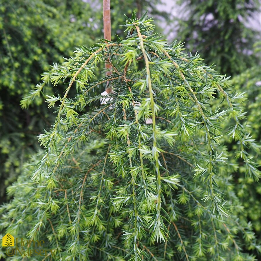 Tsuga canadensis 