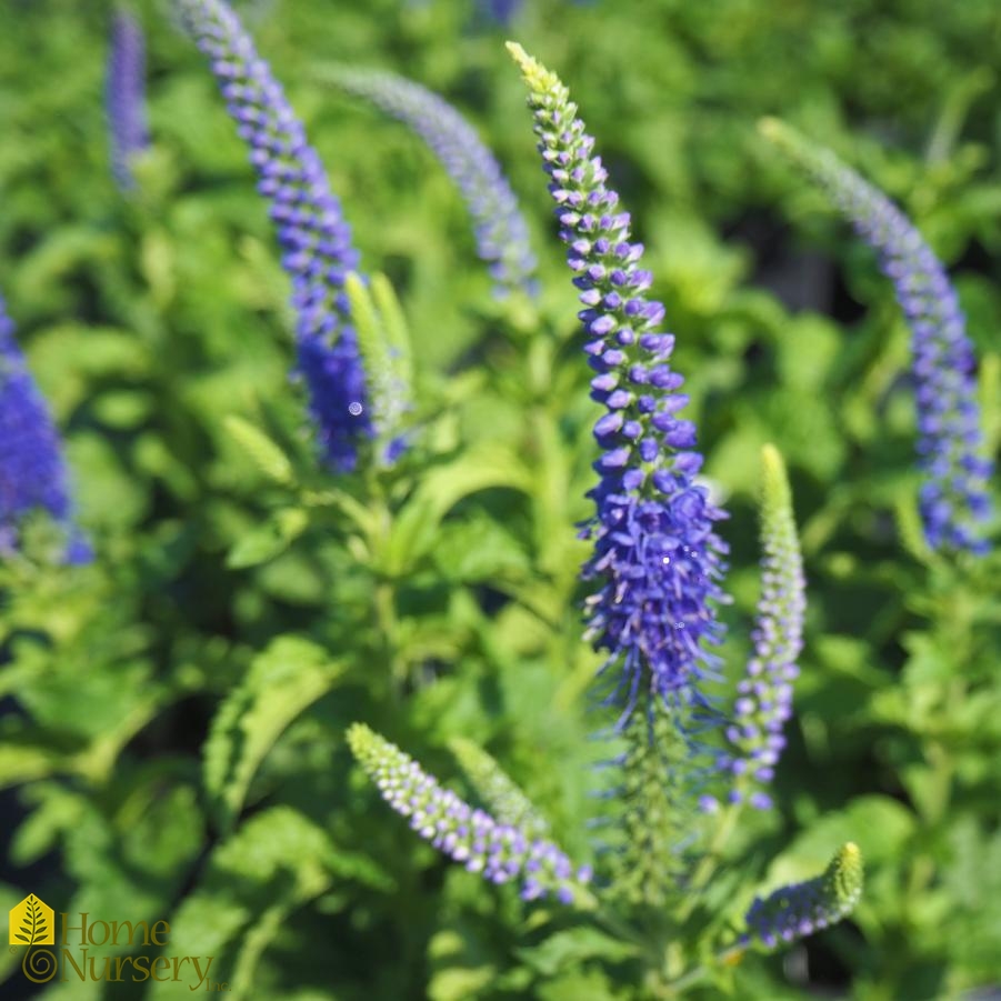 Veronica x 'Sunny Border Blue'