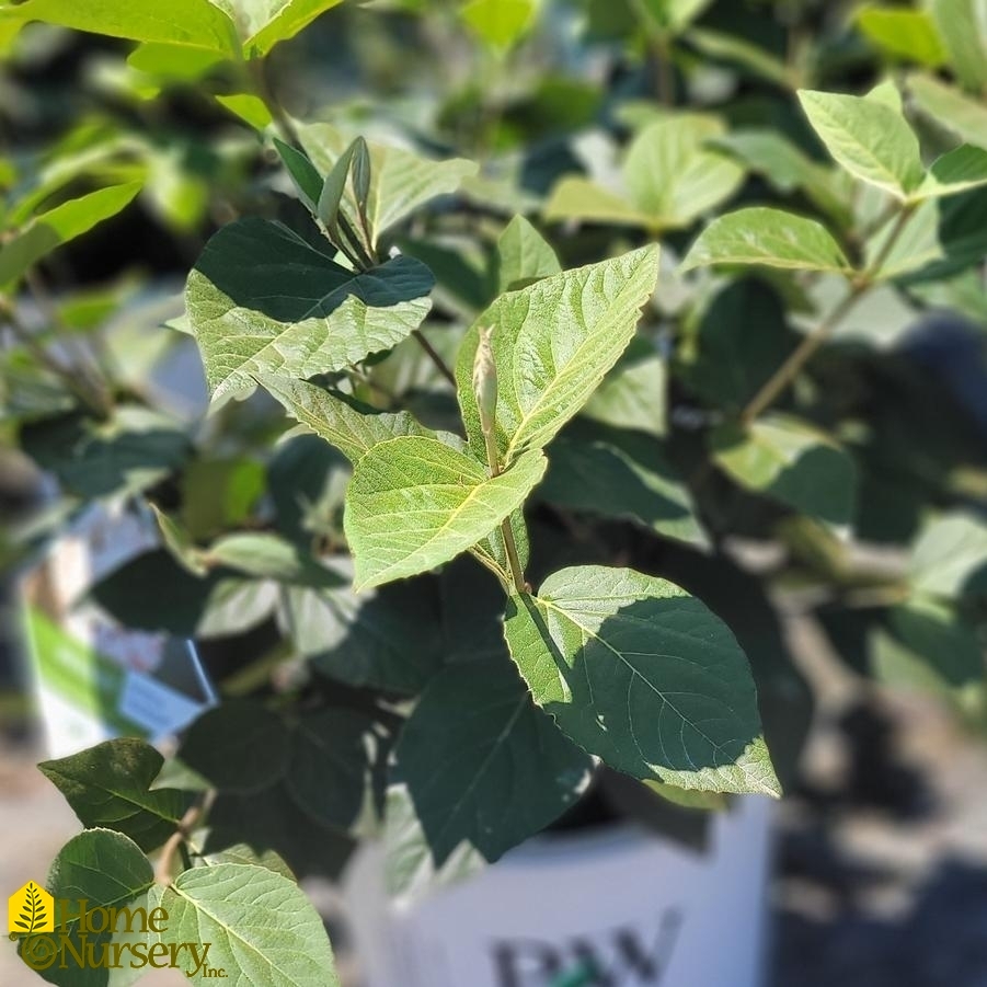 Viburnum carlesii Spice Baby™