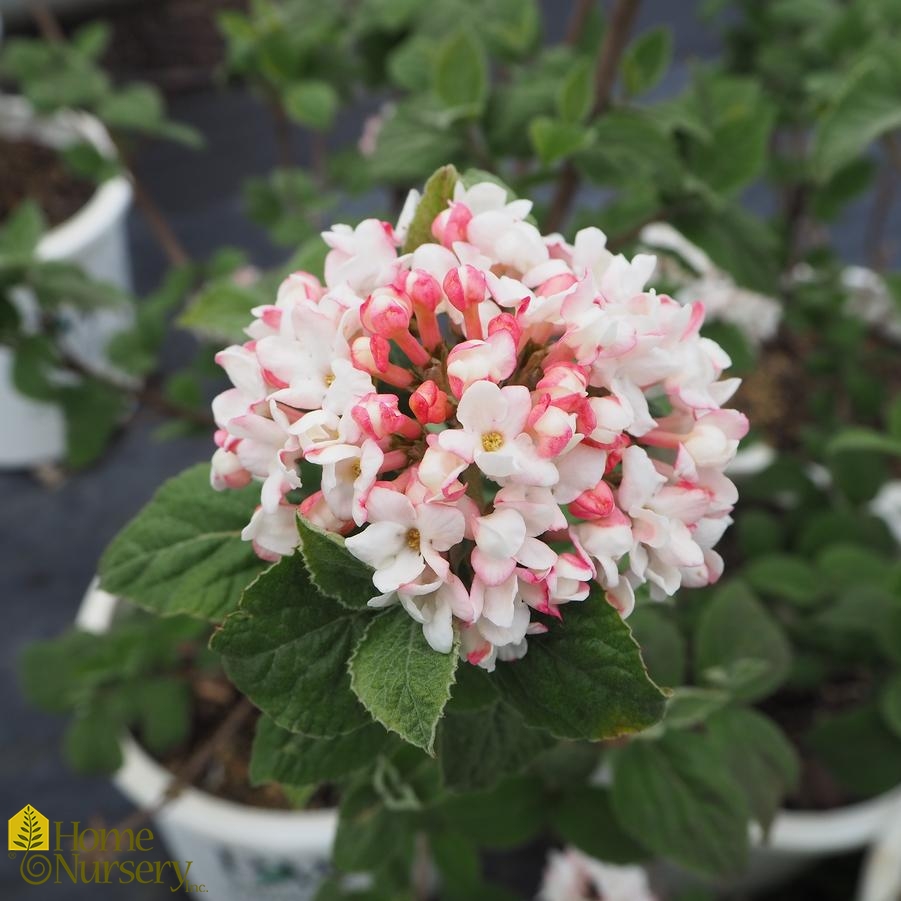 viburnum-carlesii-spice-girl-koreanspice-viburnum-from-home-nursery