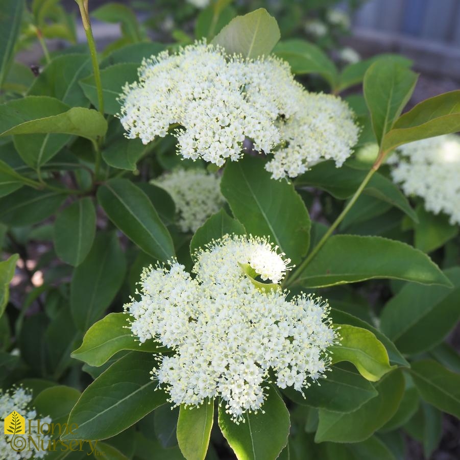 Viburnum cassinoides Lil' Ditty® Witherod Viburnum from Home Nursery