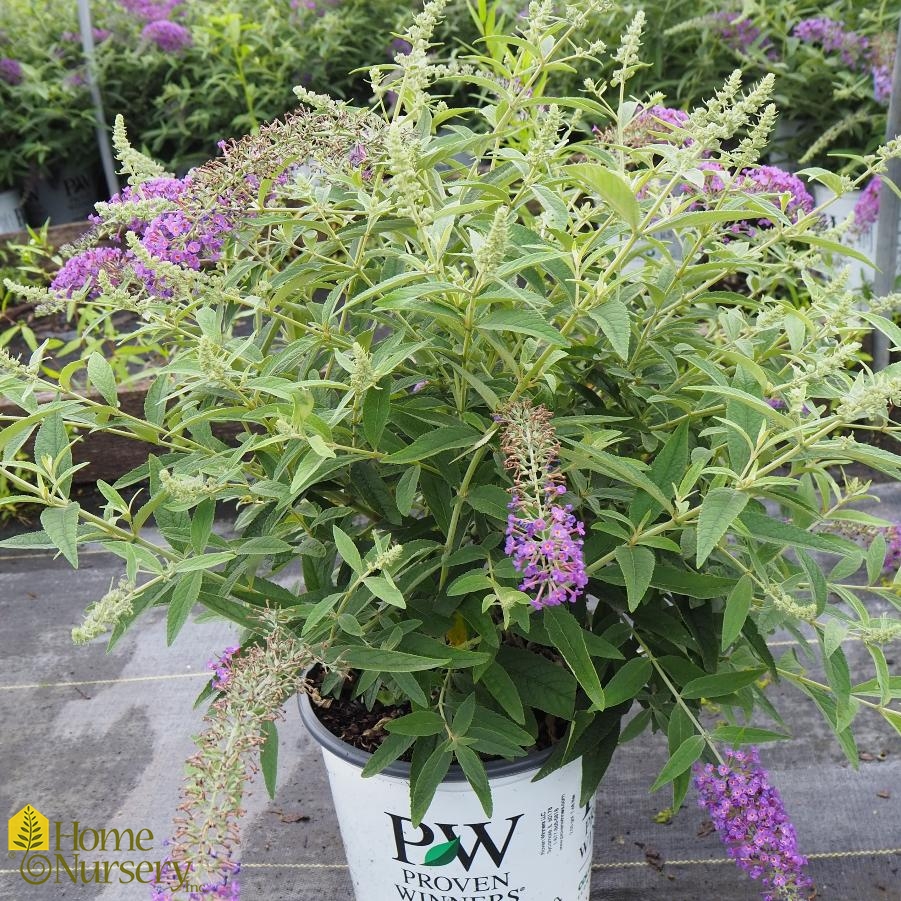 Buddleia x Lo & Behold® 'Purple Haze'