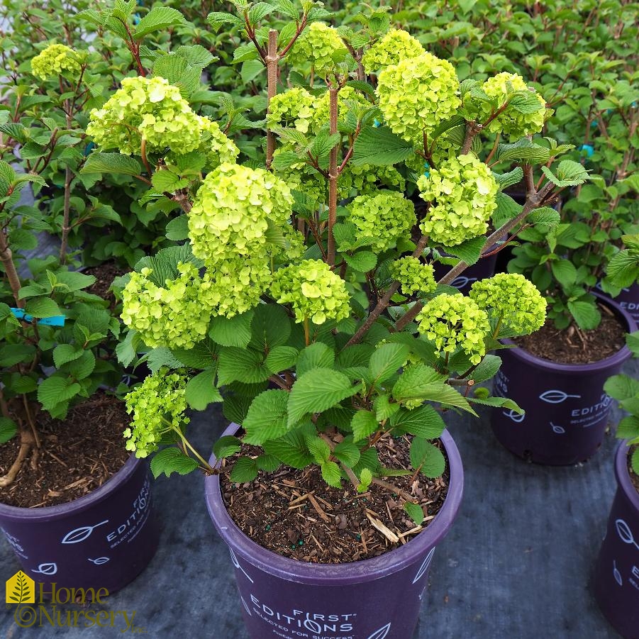 Viburnum plicatum Opening Day™