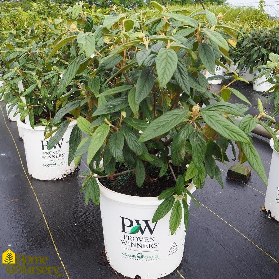 Viburnum x rhytidophylloides Emerald Envy®