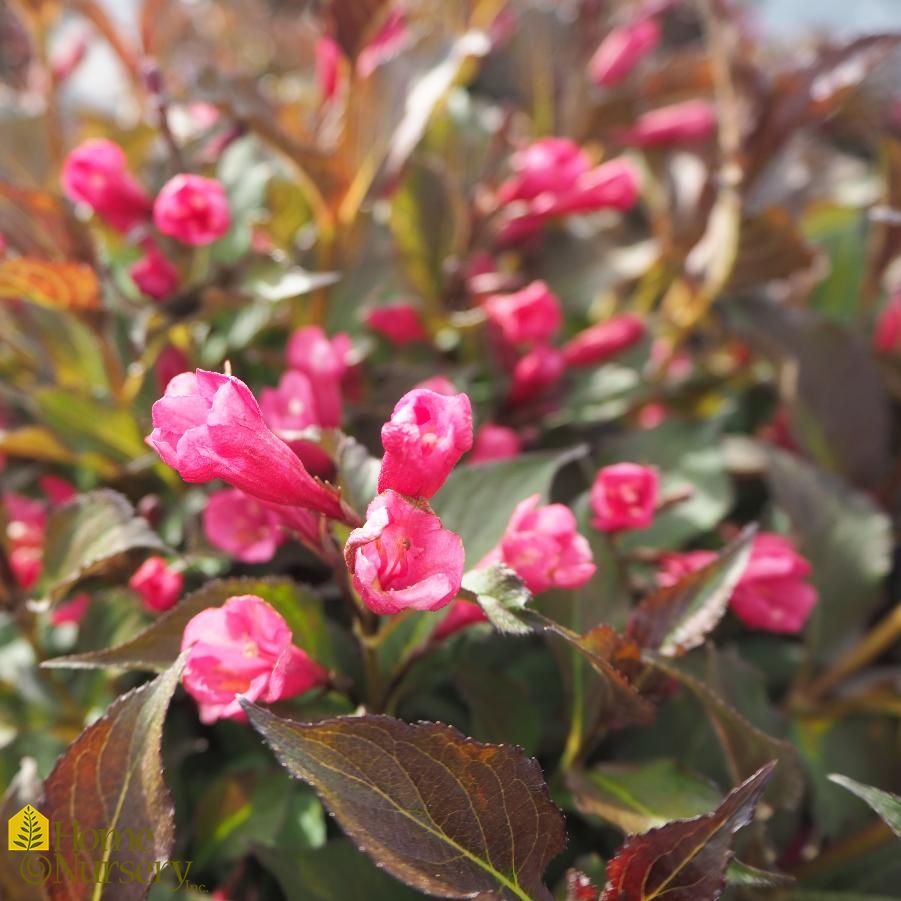 Weigela florida Shining Sensation™