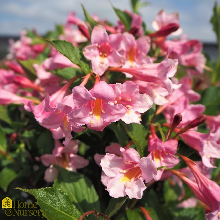 Weigela florida Sonic Bloom® Pure Pink