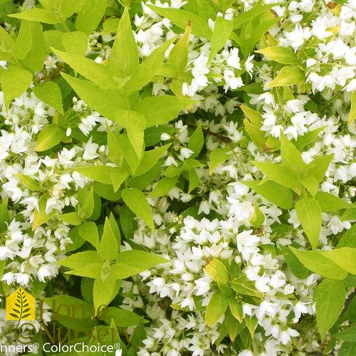 Deutzia gracilis Chardonnay Pearls®