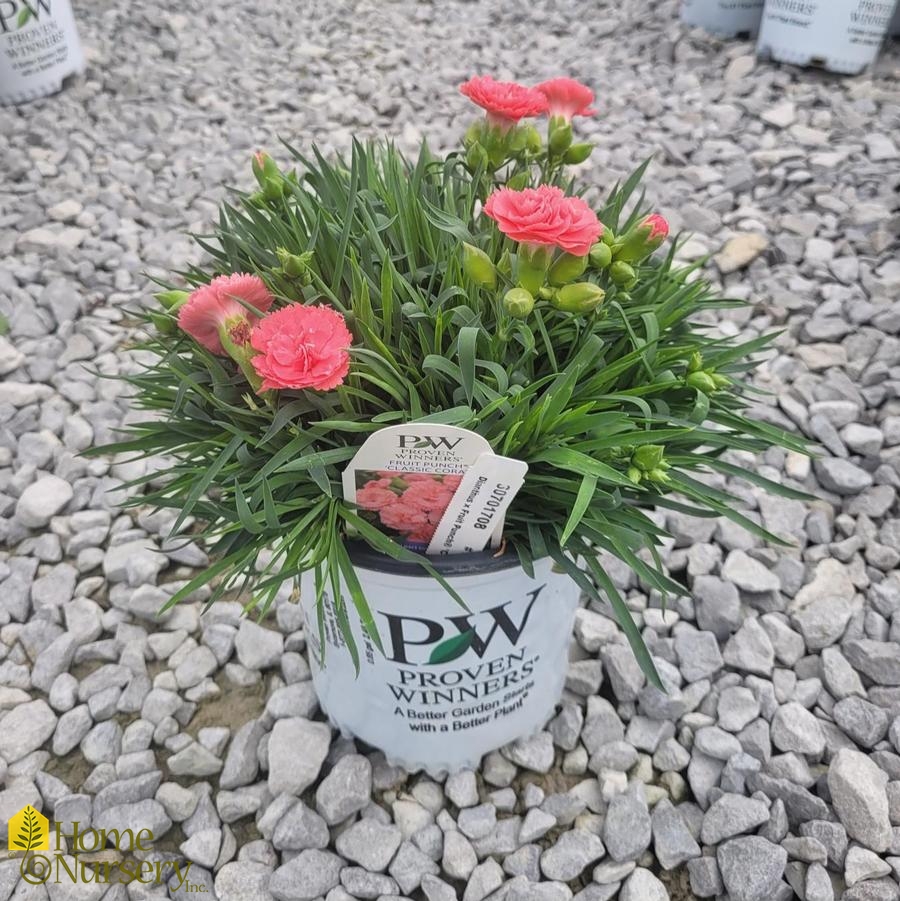 Dianthus x Fruit Punch® 'Classic Coral'