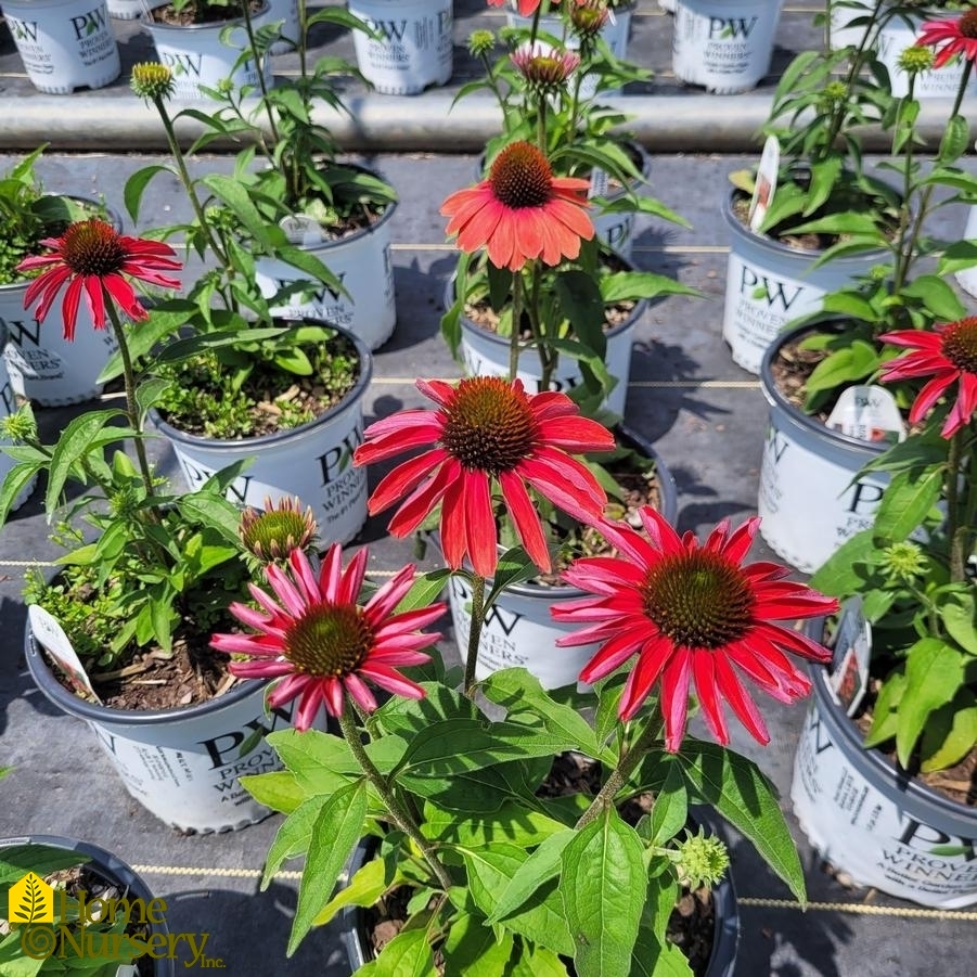 Echinacea x Color Coded™ 'Frankly Scarlet'