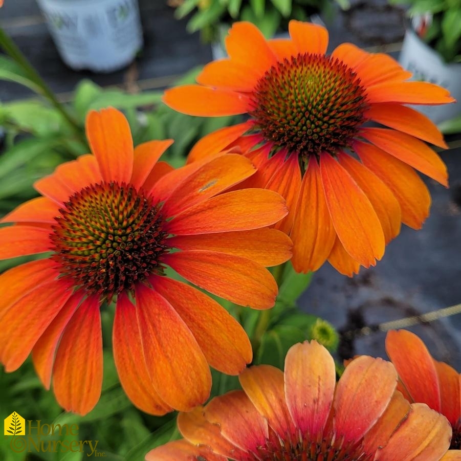 Echinacea x Color Coded™ 'Orange You Awesome' Coneflower from Home Nursery