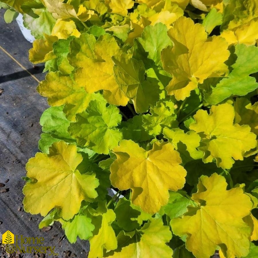 Heuchera x Primo® 'Pretty Pistachio'