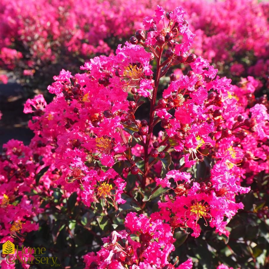 Lagerstroemia indica Barista® 'Brew Ha Ha' Crape Myrtle from Home Nursery