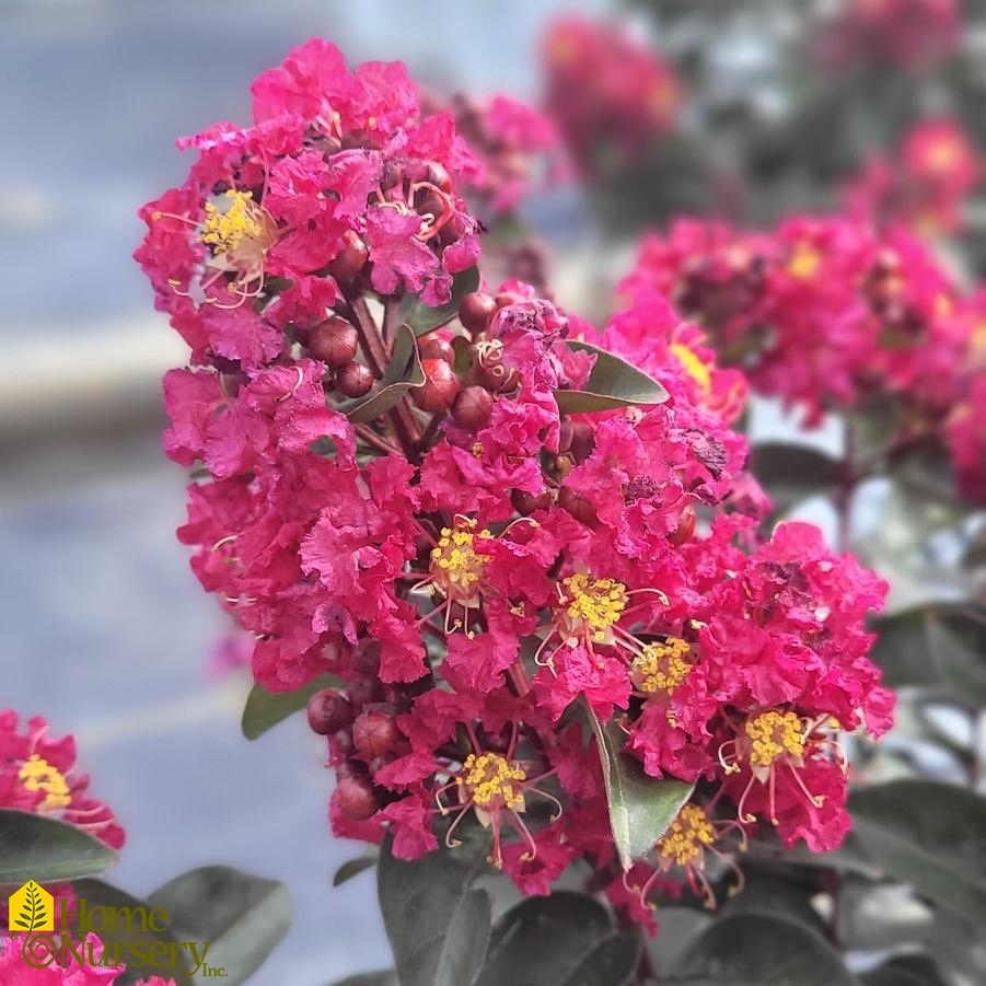 Lagerstroemia indica Rikki Tikki® Pink