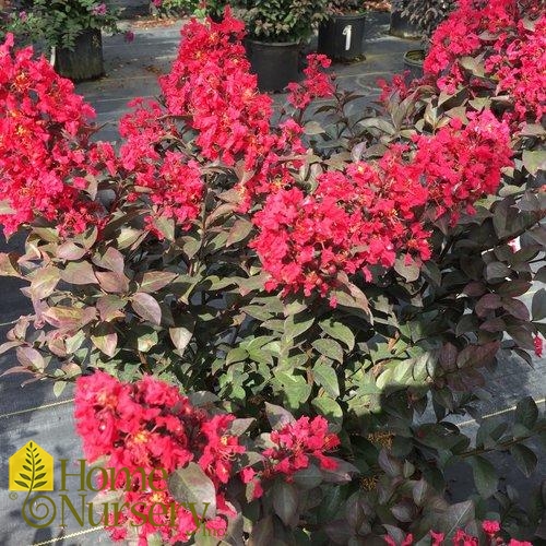 Lagerstroemia indica Rikki Tikki® Rouge