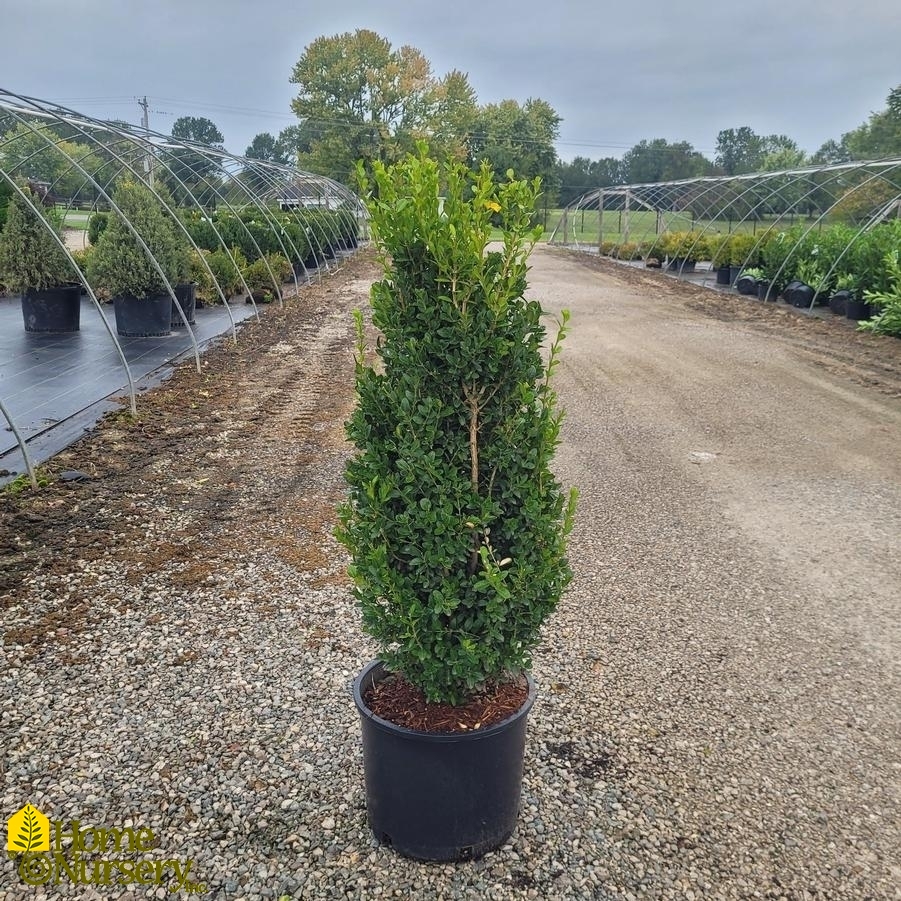 Buxus sempervirens 'Highlander'