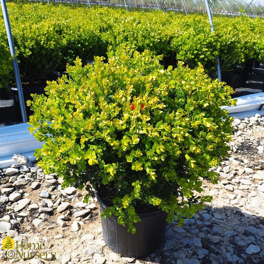 Buxus sinica var. insularis 'Winter Gem'