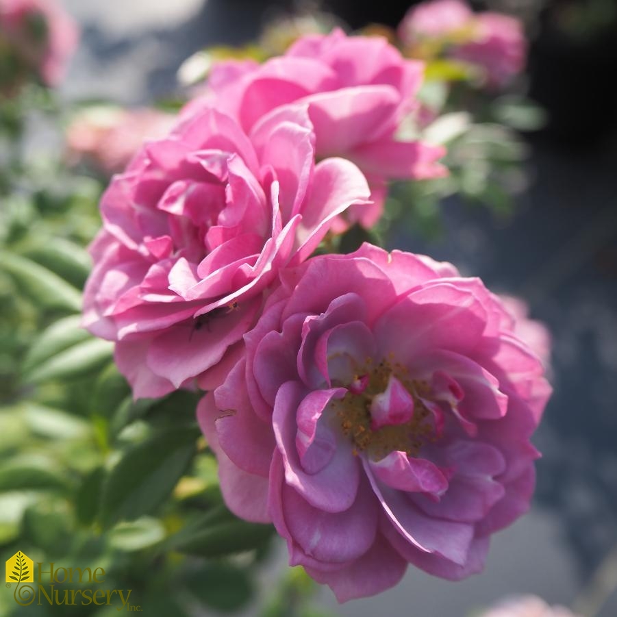 Rosa x Lavender Veranda®