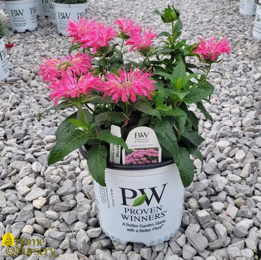 Monarda didyma 'Pardon My Pink'