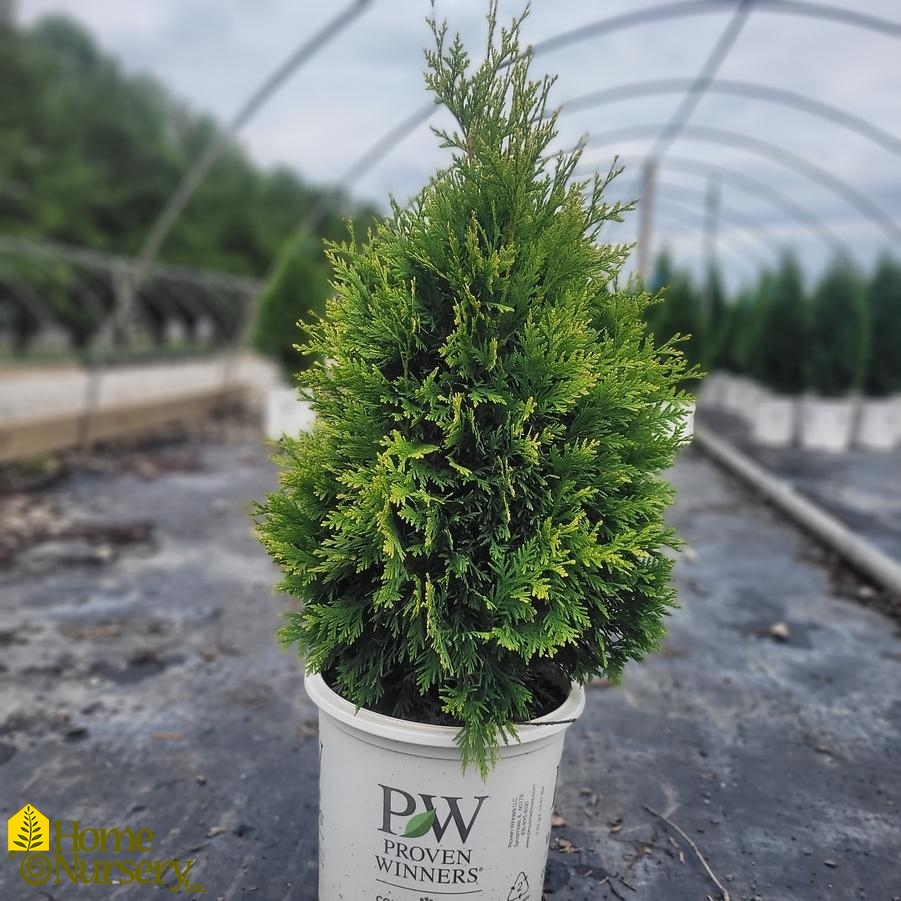 Thuja occidentalis Cheer Drops™