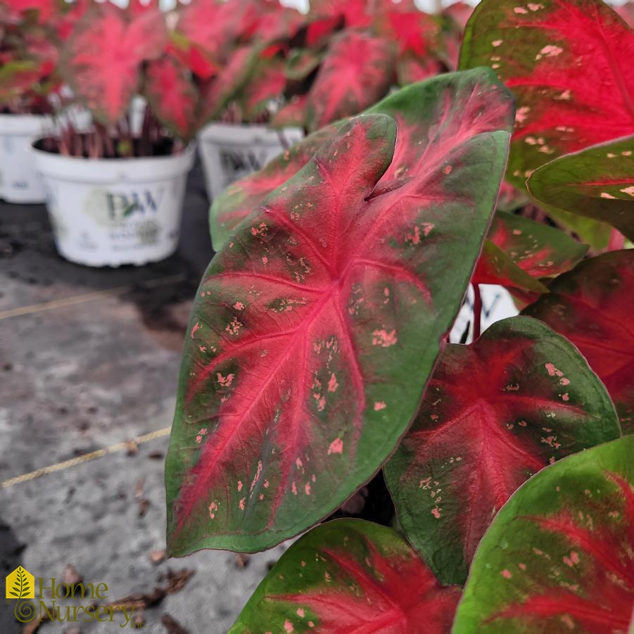 Caladium hortulanum Heart to Heart® Fast Flash™