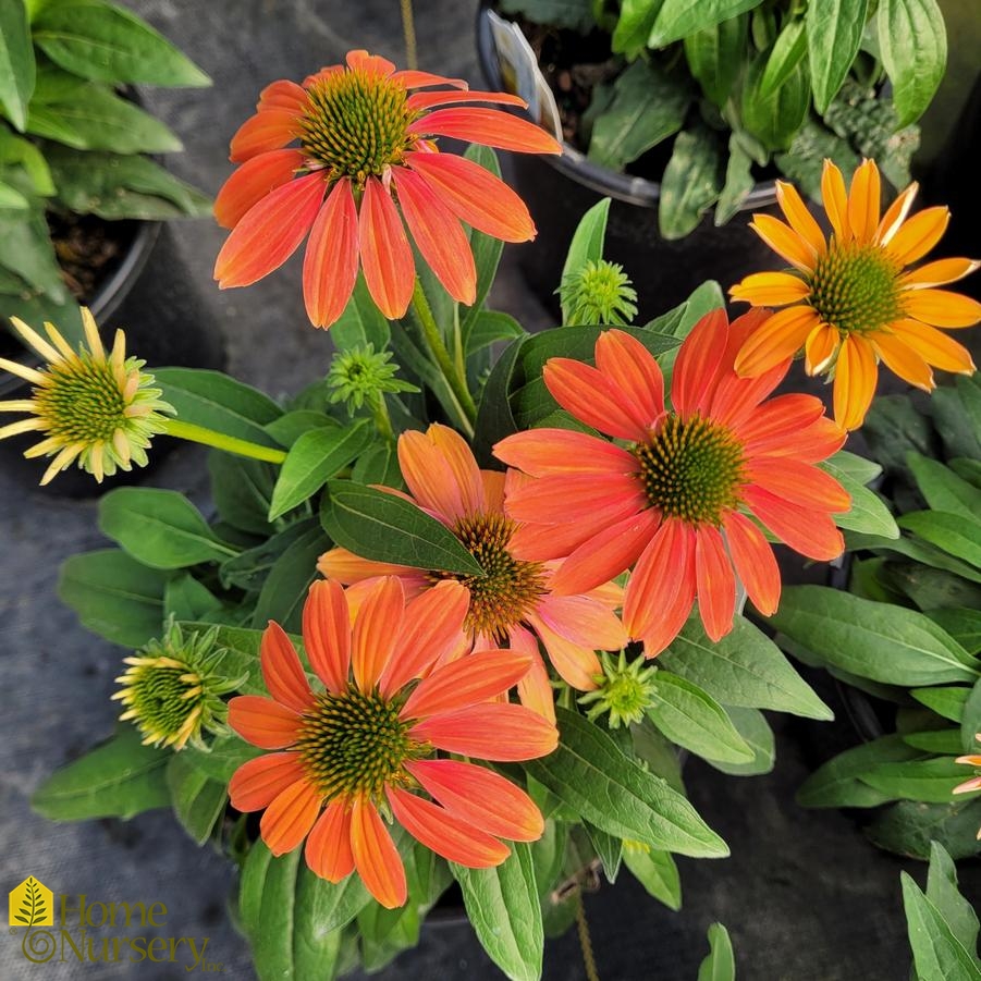 Echinacea Artisan™ Collection Soft Orange