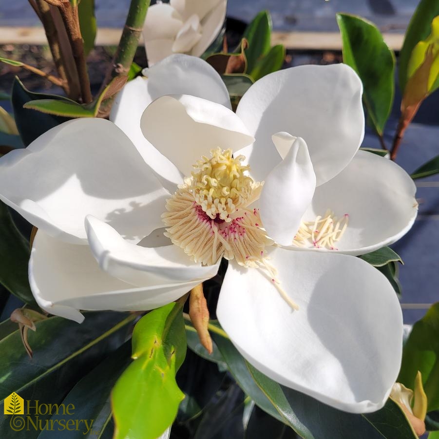 Magnolia grandiflora 'Bracken's Brown Beauty'