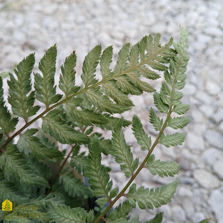 Athyrium niponicum var. pictum 