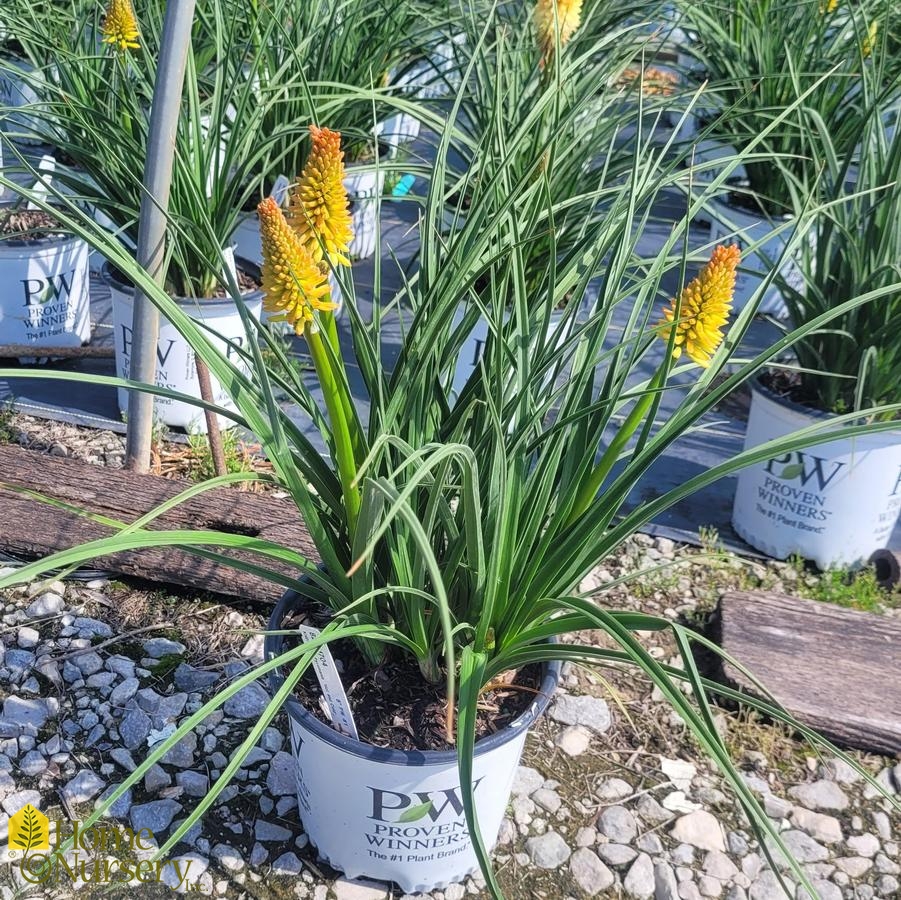 Kniphofia x Pyromania® 'Hot and Cold'