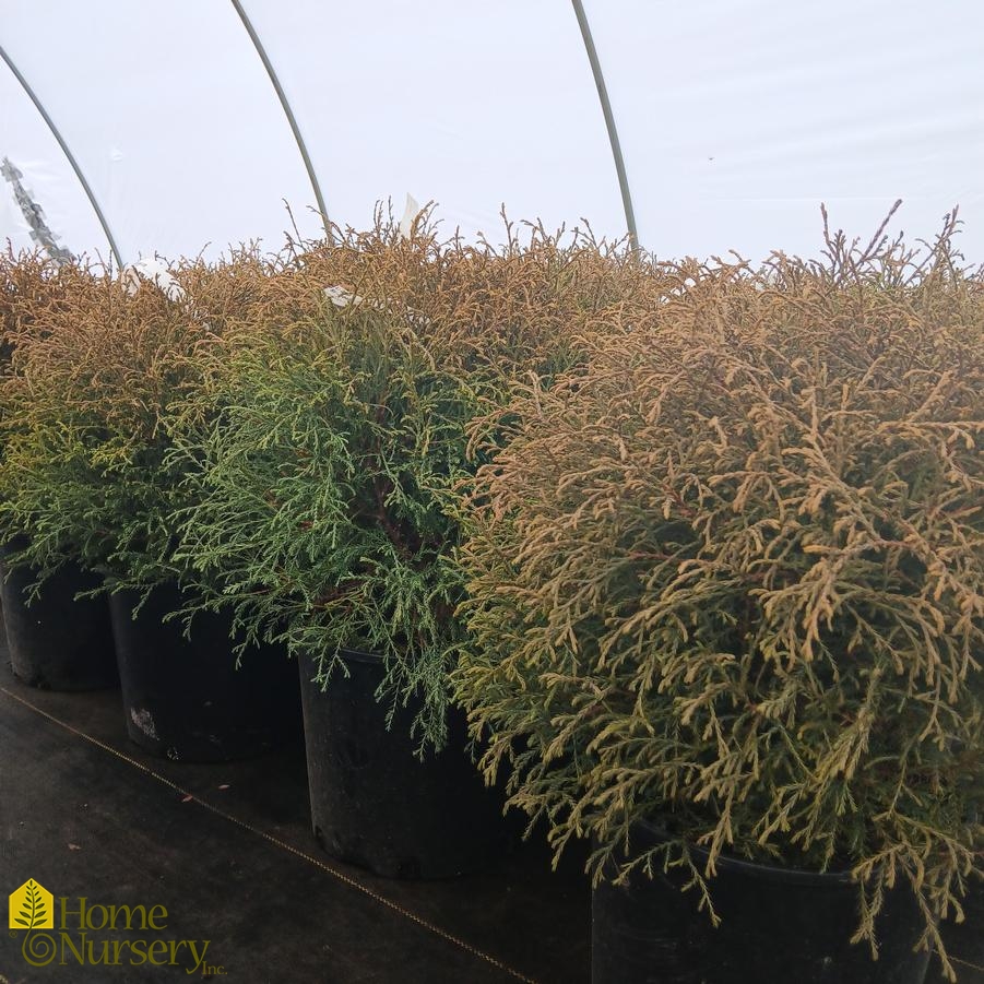 Thuja occidentalis Mr. Bowling Ball®