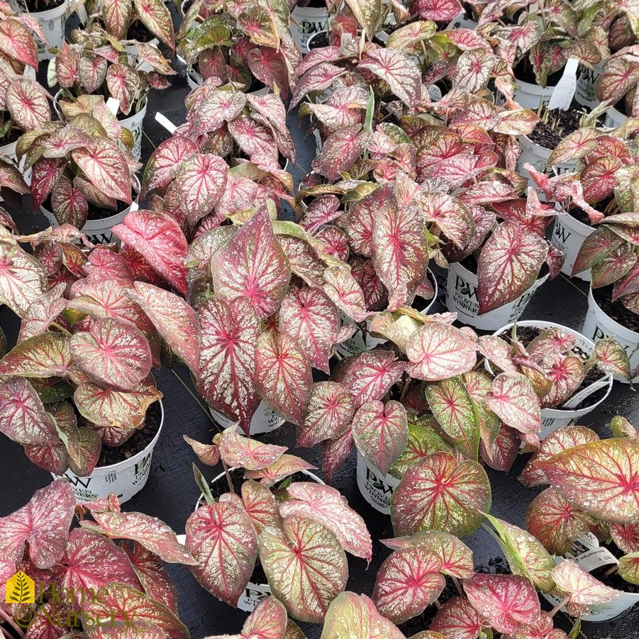 Caladium hortulanum Heart to Heart® 'Xplosion'