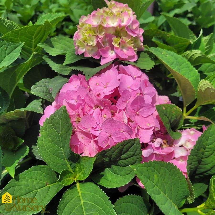 Hydrangea macrophylla Let's Dance Sky View®