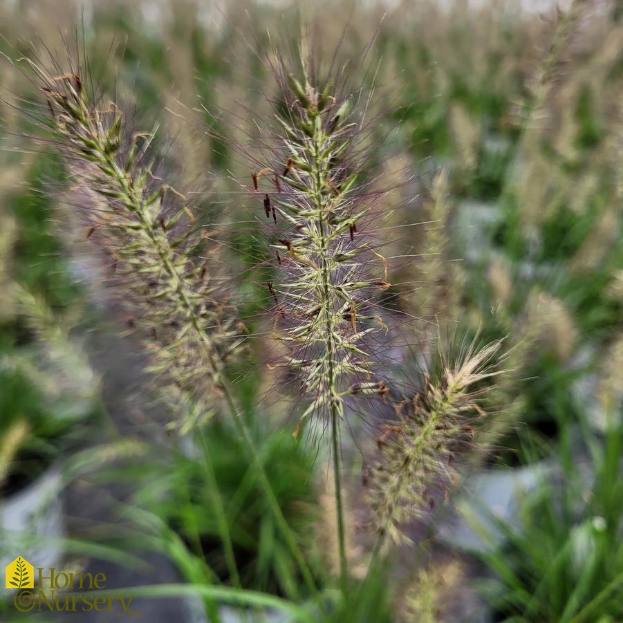 Pennisetum alopecuroides Prairie Winds® 'Lemon Squeeze'