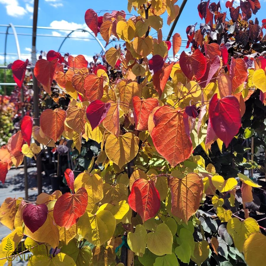 Cercis canadensis Flame Thrower®