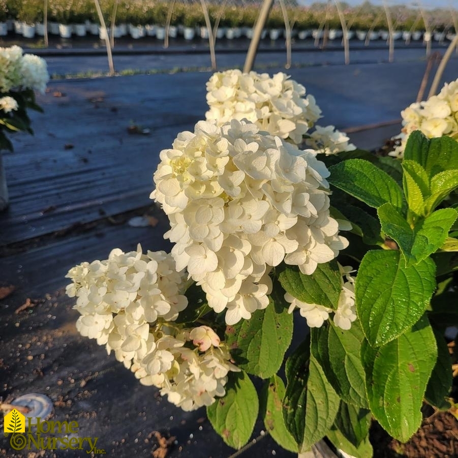 Hydrangea Paniculata Little Hottie®