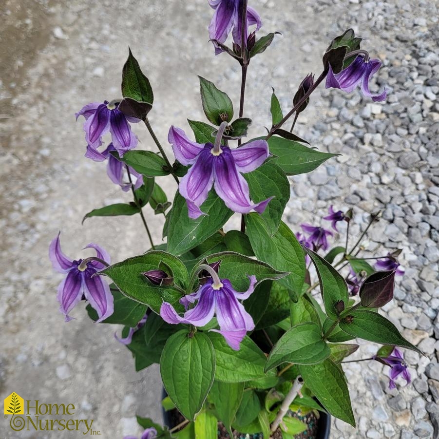 Clematis x 'Stand By Me Lavender'