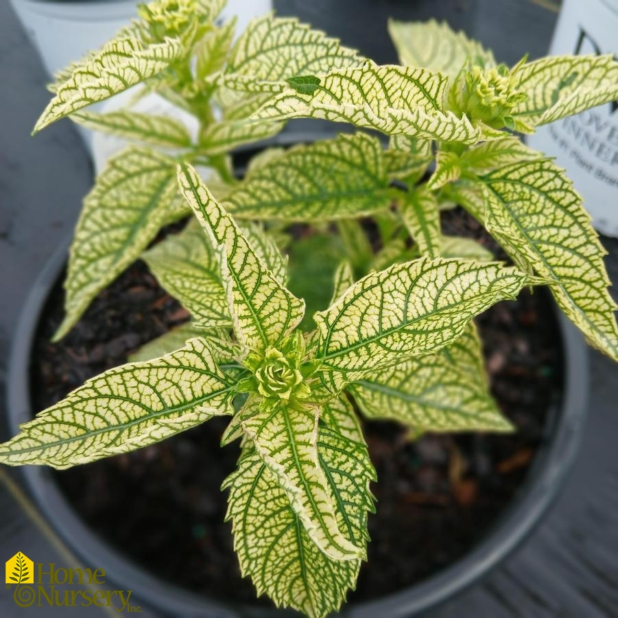 Heliopsis 'Bit of Honey'