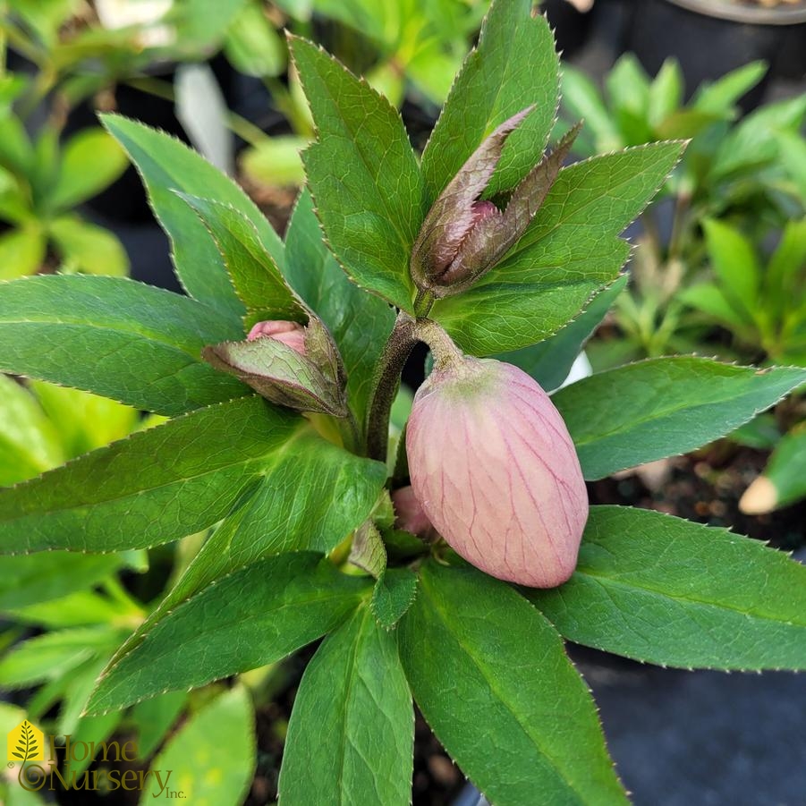 Helleborus x Honeymoon® 'Sandy Shores'