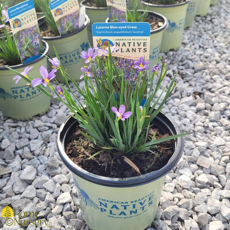 Sisyrinchium angustifolium 'Lucerne'