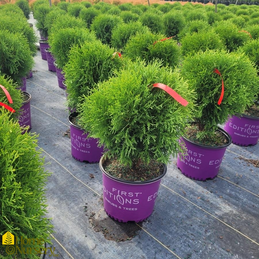 Thuja occidentalis Planet Earth™