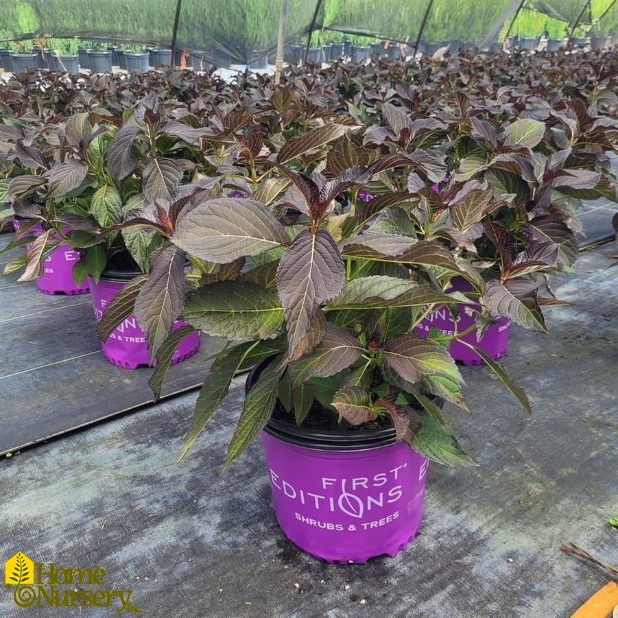 Hydrangea macrophylla Eclipse