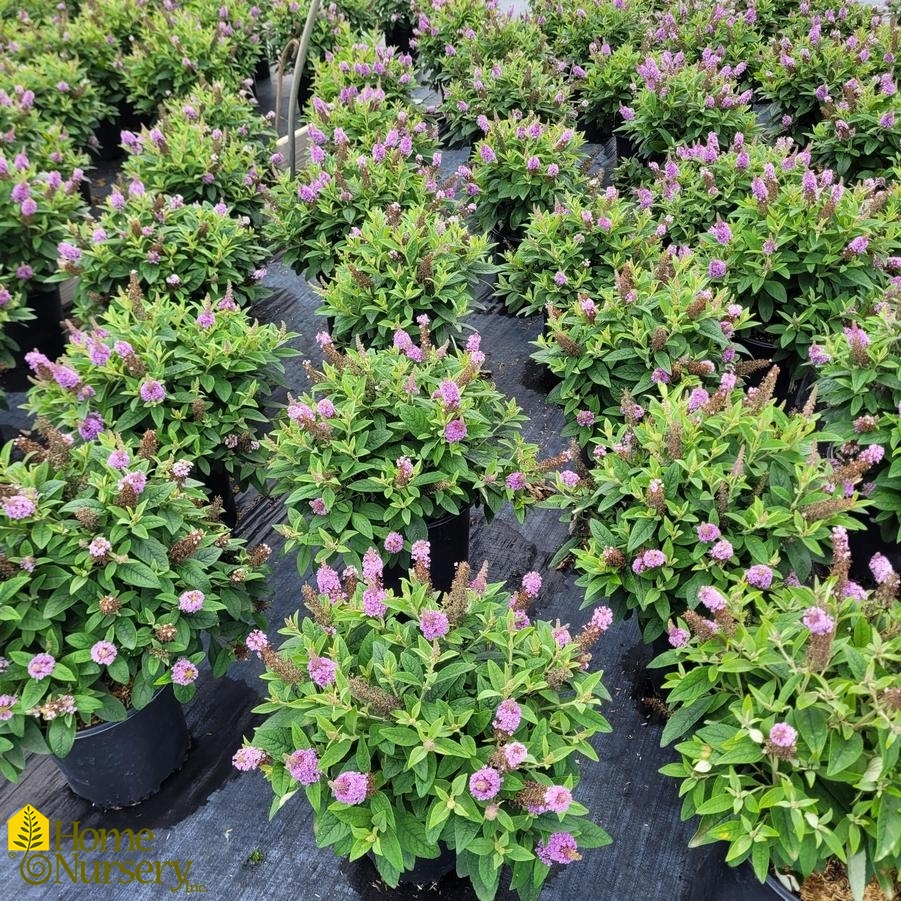 Buddleia davidii Dapper® Lavender
