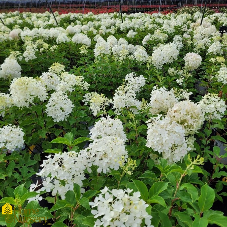 Hydrangea paniculata Puffer Fish™