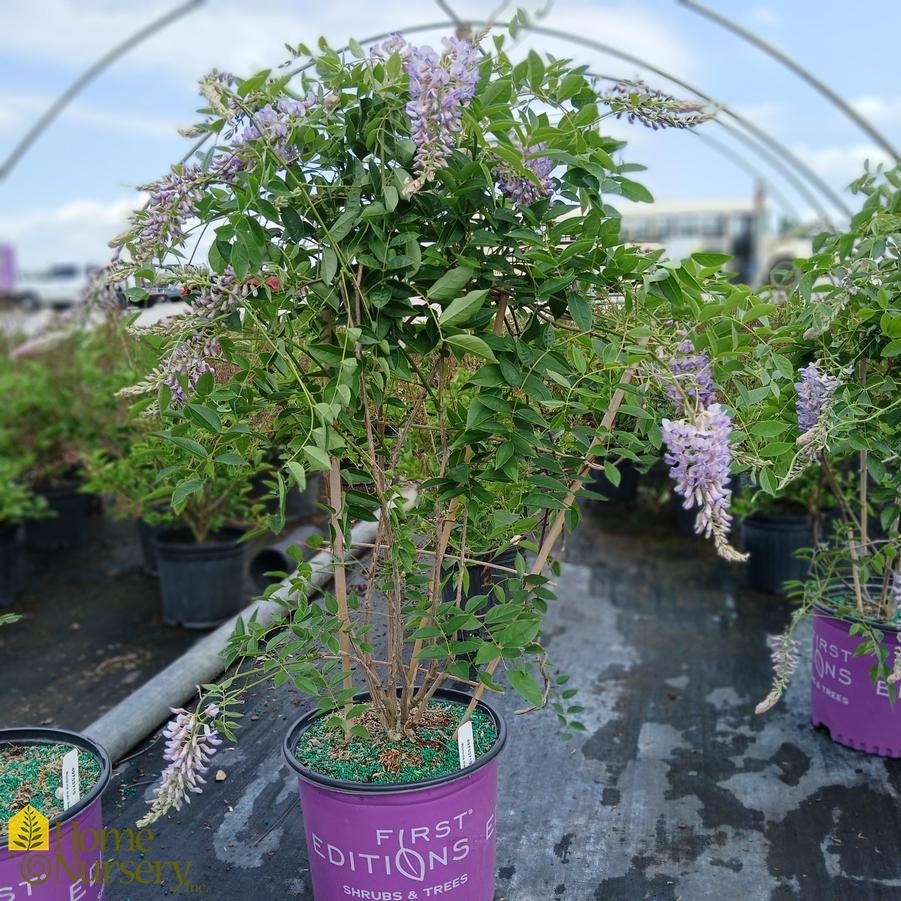 Wisteria macrostachya Summer Cascade™