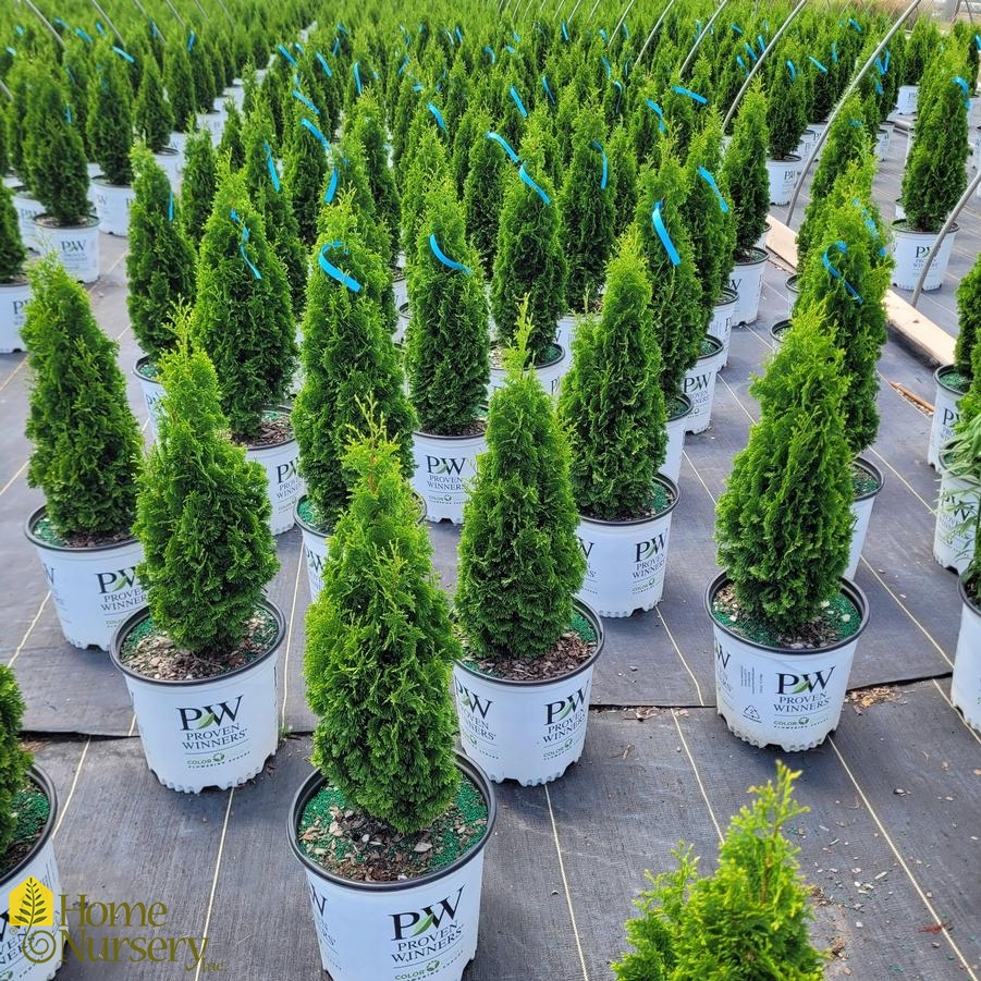 Thuja occidentalis Sting™